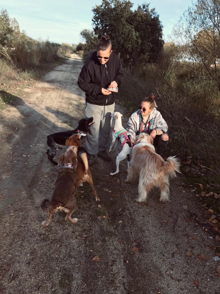 imagen educación canina en un camino de tierra con perros