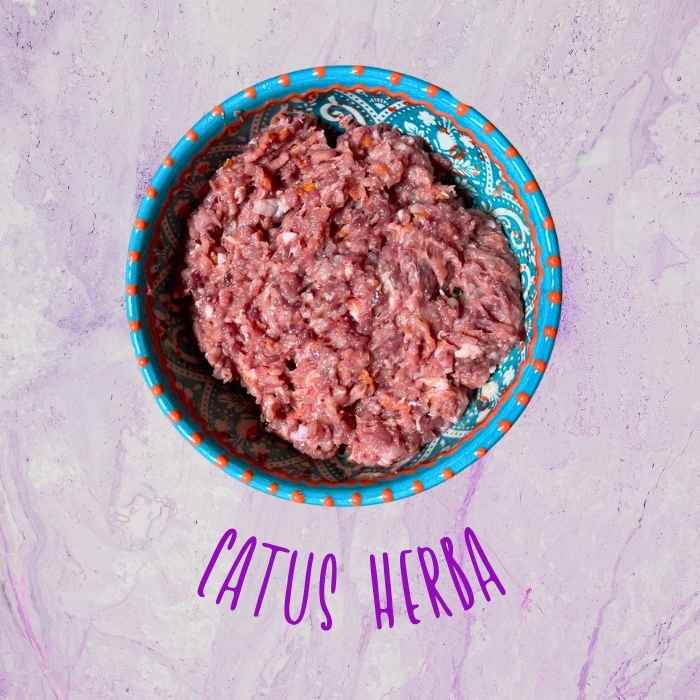 CATUS HERBA CATUS HERBA
